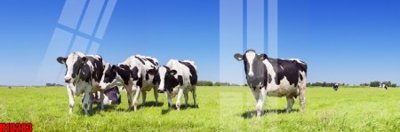 Mua file ảnh gốc File tranh gốc in tranh tường nền tổng hợp H10283 (chất lượng cao)