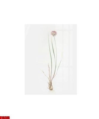 File tranh File tranh gốc in tranh tường nền tổng hợp H10295 (gốc) chủ đề thiên nhiên