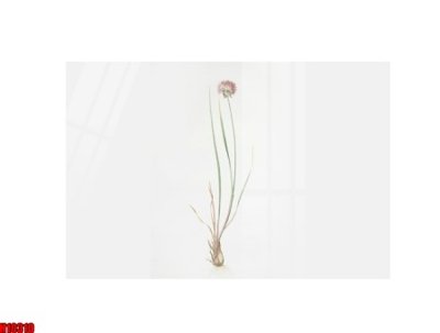 File ảnh File tranh gốc in tranh tường nền tổng hợp H10310 (gốc) cho trang trí nội thất