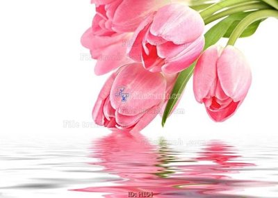 Mua file gốc file tranh hoa H104 (in ấn) tại Filetranh.com