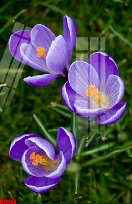 File in trần File tranh gốc in tranh tường nền tổng hợp H10456 (bản gốc) hoa văn