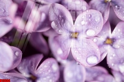 File gốc in mica File tranh gốc in tranh tường nền tổng hợp H10684 chất lượng