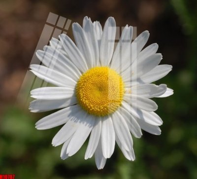 File gốc File tranh gốc in tranh tường nền tổng hợp H10787 (phong cách) châu Âu