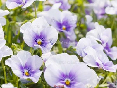 Tải file file tranh hoa H108 (gốc) in ấn chất lượng