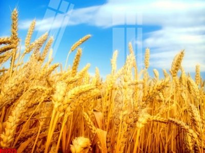 Download file File tranh gốc in tranh tường nền tổng hợp H10925 (gốc) in mica đèn LED