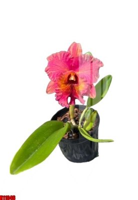 Tải file gốc File tranh gốc in tranh tường nền tổng hợp H11046 (in khổ lớn) không mờ