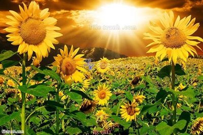 Tải file file tranh hoa H111 (gốc) làm file quảng cáo