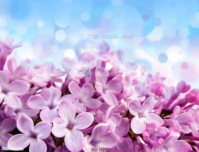 File ảnh file tranh hoa H112 (gốc) dùng in Pano