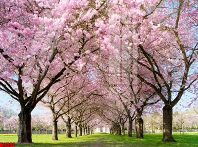 File gốc in ấn File tranh gốc in tranh tường nền tổng hợp H11291 chuẩn màu CMYK