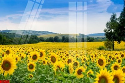 Hình ảnh file gốc File tranh gốc in tranh tường nền tổng hợp H11342 cho in UV