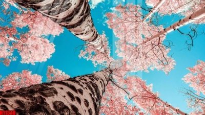 Tải file gốc File tranh gốc in tranh tường nền tổng hợp H11348 (in tráng gương) 5DFile gốc File tranh gốc in tranh tường nền tổng hợp H11348 (in ấn) phiên bản premium