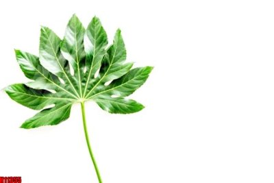 File ảnh File tranh gốc in tranh tường nền tổng hợp H11355 (gốc) dùng in Pano