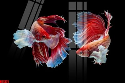 File tranh File tranh gốc in tranh tường nền tổng hợp H11371 (file gốc) chủ đề phong thủy