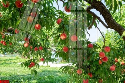 Hình ảnh file gốc File tranh gốc in tranh tường nền tổng hợp H11372 (chất lượng cao)