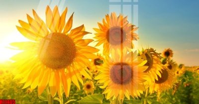 Ảnh gốc File tranh gốc in tranh tường nền tổng hợp H11405 (siêu chi tiết) để in ấn