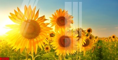 Tải file File tranh gốc in tranh tường nền tổng hợp H11406 (gốc) chủ đề phong thủy