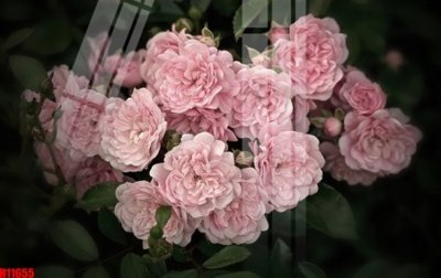 Tải về file tranh gốc File tranh gốc in tranh tường nền tổng hợp H11655 (để in quảng cáo)