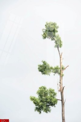 Tải file File tranh gốc in tranh tường nền tổng hợp H11795 (gốc) làm tranh treo tường