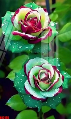 Download file gốc File tranh gốc in tranh tường nền tổng hợp H12195 (in lụa) hoa lá