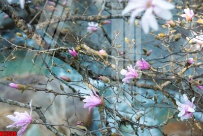 File gốc File tranh gốc in tranh tường nền tổng hợp H12539 (Filetranh.com) File tranh gốc in tranh tường nền tổng hợp H12539