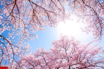 Download file gốc File tranh gốc in tranh tường nền tổng hợp H12621 (dùng cho in ấn)