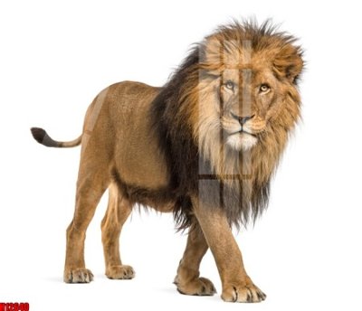 File in trần File tranh gốc in tranh tường nền tổng hợp H12640 (bản gốc) mây trời