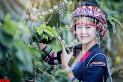 Tải file File tranh gốc in tranh tường nền tổng hợp H12646 (gốc) chủ đề hoa sen