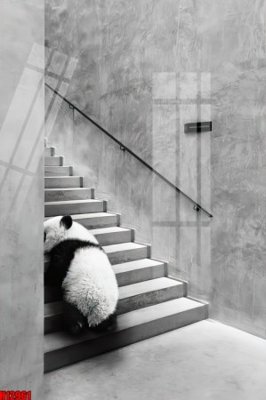 File tranh File tranh gốc in tranh tường nền tổng hợp H12961 (bản gốc) in lụa 5D