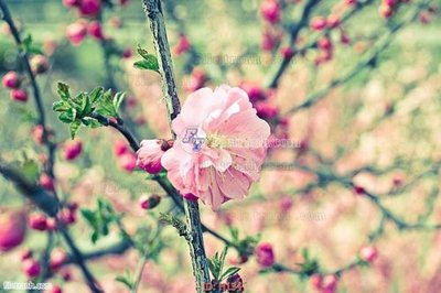 Tải xuống file tranh gốc file tranh hoa H134 (PSD/TIFF)