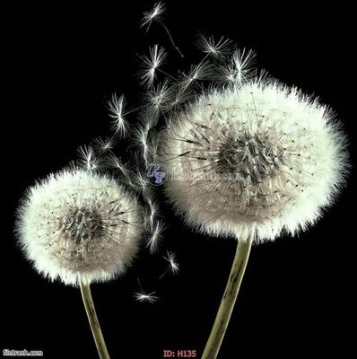 File gốc file tranh hoa H135 (ảnh chi tiết) để in ấn