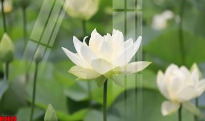 Tải về file tranh gốc File tranh gốc in tranh tường nền tổng hợp H14020 (để in quảng cáo)