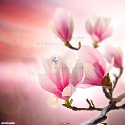 Tải file gốc file tranh hoa H144 (in tráng gương) 3DFile gốc file tranh hoa H144 (sẵn sàng in) chất lượng cao