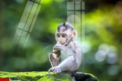 File gốc File tranh gốc in tranh tường nền tổng hợp H14673 (in mica) làm quà tặng