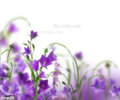 Tải về file gốc file tranh hoa H15 (dùng cho in quảng cáo)