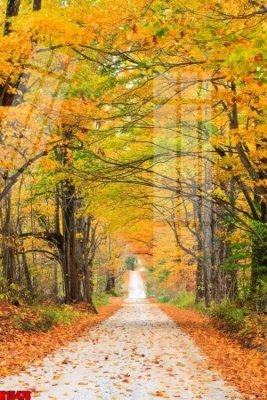 Tải file File tranh gốc in tranh tường nền tổng hợp H15478 (ảnh gốc) file TIFF