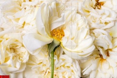 File in trần File tranh gốc in tranh tường nền tổng hợp H15832 (file gốc) chủ đề vũ trụ