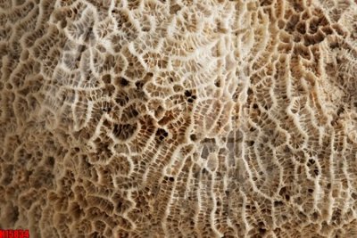 Tải file gốc File tranh gốc in tranh tường nền tổng hợp H15834 (in không vỡ ảnh)