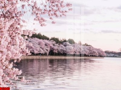 File tranh File tranh gốc in tranh tường nền tổng hợp H15840 (gốc) in backlit film