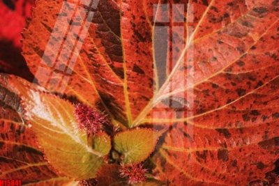 Tải file gốc File tranh gốc in tranh tường nền tổng hợp H15841 (bản PSD) gốc