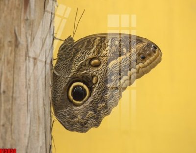 File gốc File tranh gốc in tranh tường nền tổng hợp H15858 (in lụa) tranh thuận buồm