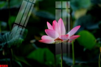 Download file gốc File tranh gốc in tranh tường nền tổng hợp H15874 (in lụa) hoa lá