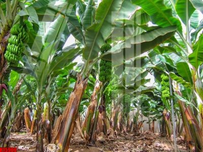 Tải file gốc File tranh gốc in tranh tường nền tổng hợp H15900 (in khổ lớn) không mờ