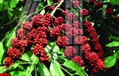 File tranh File tranh gốc in tranh tường nền tổng hợp H15969 (ảnh gốc) độc quyền