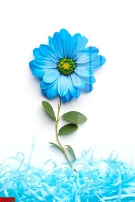 Download file gốc File tranh gốc in tranh tường nền tổng hợp H16371 (in lụa) hoa lá