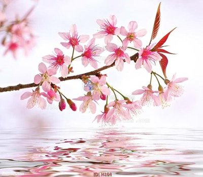 Download file file tranh hoa H164 (chuẩn in) chất lượng cao