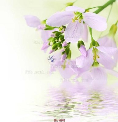 Download file gốc file tranh hoa H165 (độ nét cao)