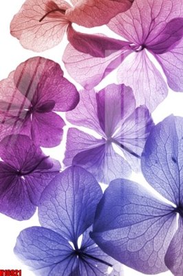 Tải file File tranh gốc in tranh tường nền tổng hợp H16921 (gốc) in ấn ngay lập tức