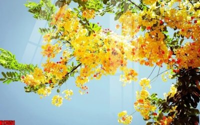 Download file File tranh gốc in tranh tường nền tổng hợp H17551 (chuẩn in) chất lượng cao