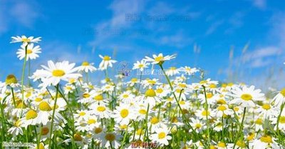 File tranh in trần file tranh hoa H176 (ảnh gốc siêu nét)