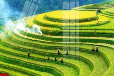 Ảnh gốc File tranh gốc in tranh tường nền tổng hợp H17793 (nét căng) in mica